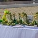 Кубок «Ква-Ква парка» по выездке завершился в Maxima Stables