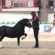  / Фотограф: Екатерина Михайлова/РОСПЛЕМКОНЗАВОД