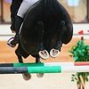 Декабрь в Maxima Stables!