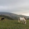 Фотографии лошадей на горных склонах в Италии