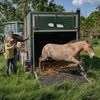 Лошади Пржевальского прибудут в Казахстан из Венгрии