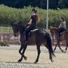 Успехи на международном турнире по выездке в Польше