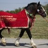К 80-летию породы: 41 владимирский тяжеловоз выйдет на ринги в Чечне