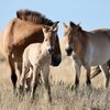 Первые жеребята программы возвращения лошадей Пржевальского получили имена