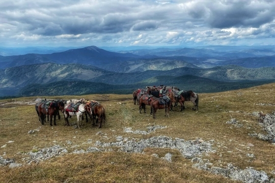 Карантин по инфекционной анемии введен в Алтайском крае