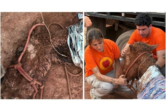 В Бразилии погибла кобыла, проведшая около суток под слоем земли и грязи