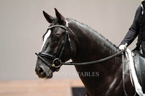 Дни Дании пройдут в Maxima Stables 