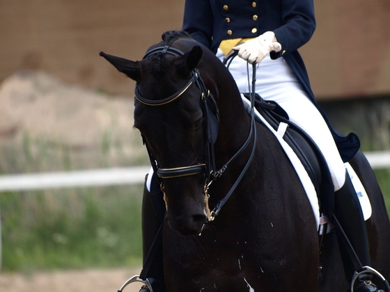 Мастер-класс с Питером Перли в Maxima Stables