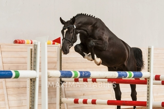 Презентация комитета по спортивному коннозаводству в MAXIMA STABLES
