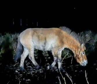 Исторический перелёт: как восемь лошадей Пржевальского доставили в хакасские степи