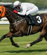 Скандал в Турции: скаковую лошадь Смарт Лэтч съели в столовой